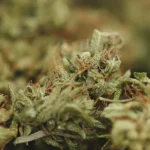 CBD Flowers UK