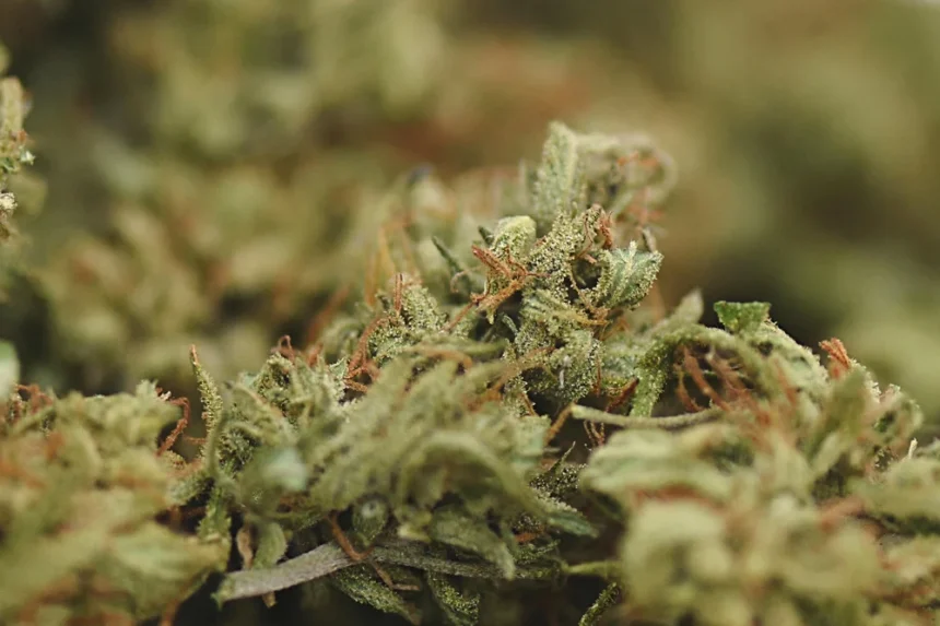 CBD Flowers UK